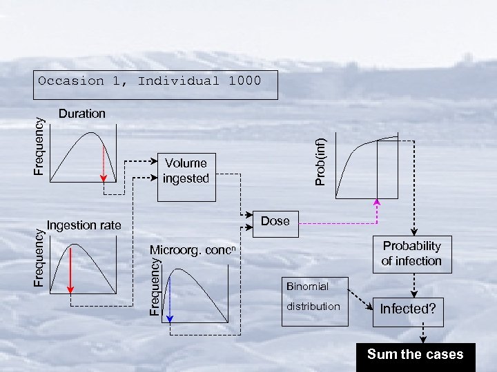 Prob(inf) Duration Volume ingested Dose Ingestion rate Probability of infection Microorg. concn Frequency Occasion