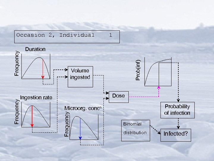 1 Prob(inf) Duration Volume ingested Dose Ingestion rate Probability of infection Microorg. concn Frequency