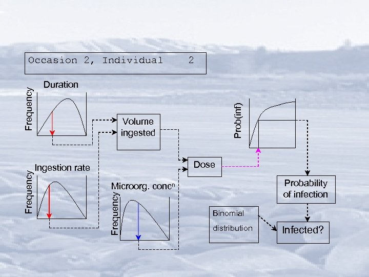 2 Prob(inf) Duration Volume ingested Dose Ingestion rate Probability of infection Microorg. concn Frequency