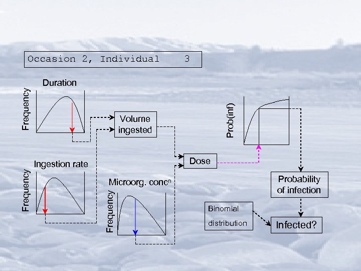 Occasion 2, Individual 3 Volume ingested Dose Ingestion rate Probability of infection Microorg. concn