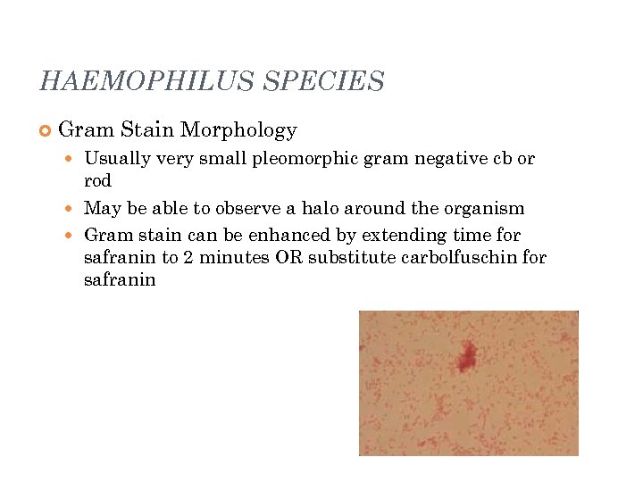 HAEMOPHILUS SPECIES Gram Stain Morphology Usually very small pleomorphic gram negative cb or rod