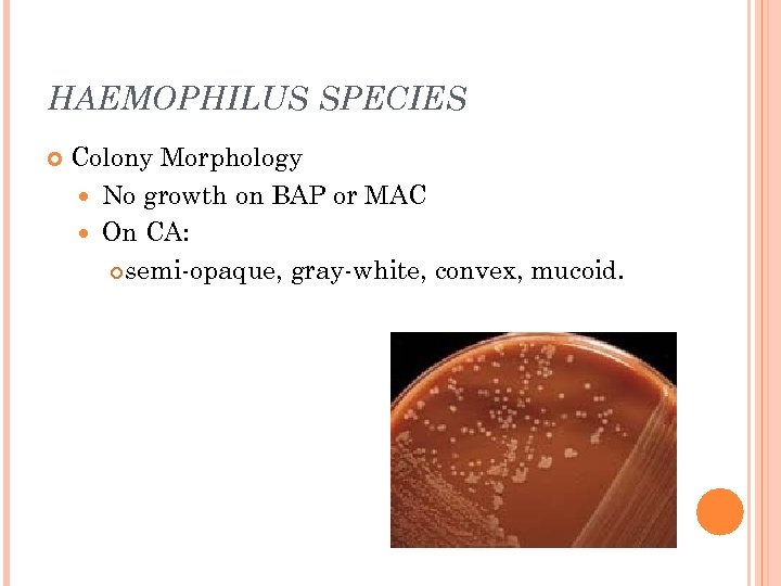 HAEMOPHILUS SPECIES Colony Morphology No growth on BAP or MAC On CA: semi-opaque, gray-white,