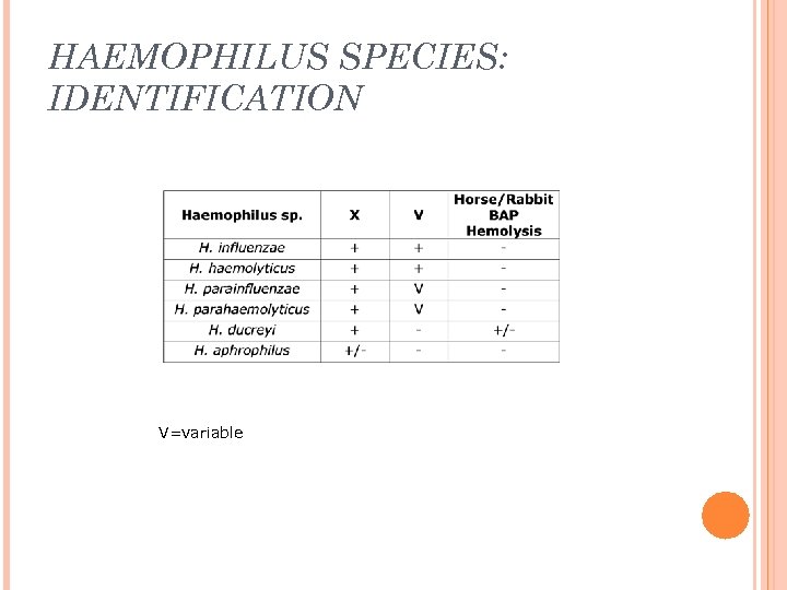 HAEMOPHILUS SPECIES: IDENTIFICATION V=variable 