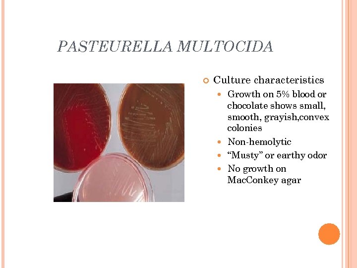 PASTEURELLA MULTOCIDA Culture characteristics Growth on 5% blood or chocolate shows small, smooth, grayish,