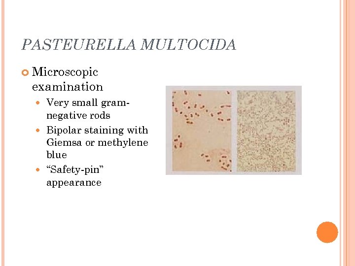PASTEURELLA MULTOCIDA Microscopic examination Very small gramnegative rods Bipolar staining with Giemsa or methylene