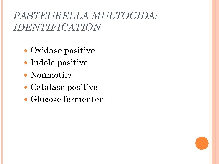 PASTEURELLA MULTOCIDA: IDENTIFICATION Oxidase positive Indole positive Nonmotile Catalase positive Glucose fermenter 