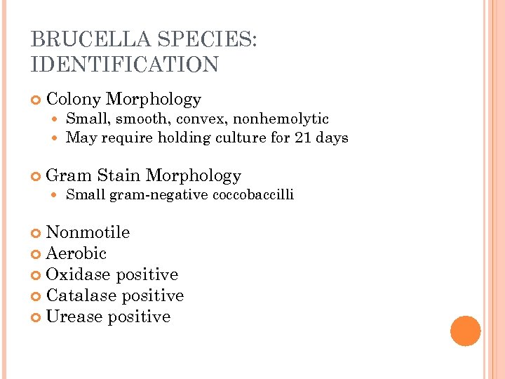 BRUCELLA SPECIES: IDENTIFICATION Colony Morphology Small, smooth, convex, nonhemolytic May require holding culture for