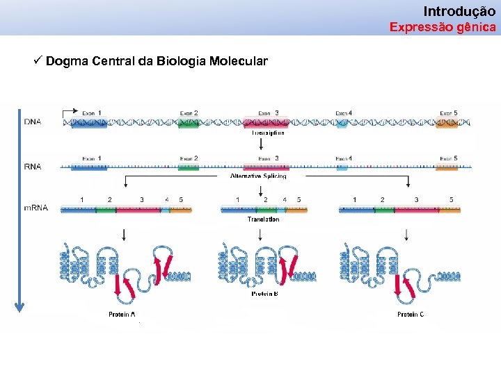 Introdução Expressão gênica ü Dogma Central da Biologia Molecular 