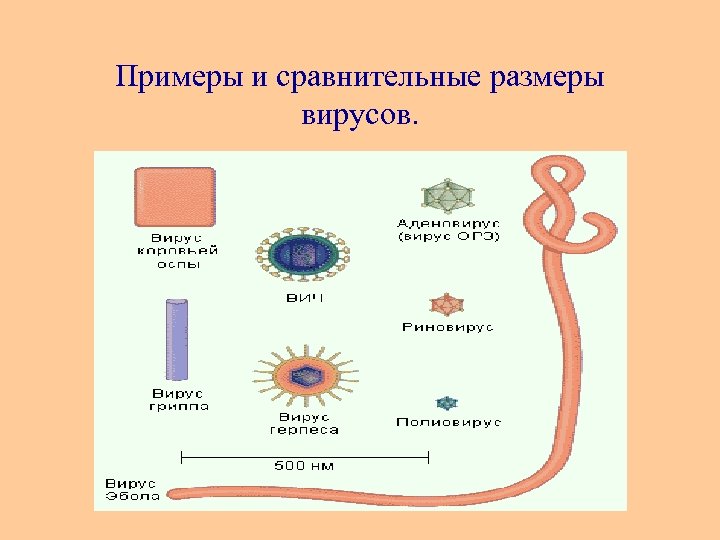 Примеры и сравнительные размеры вирусов. 