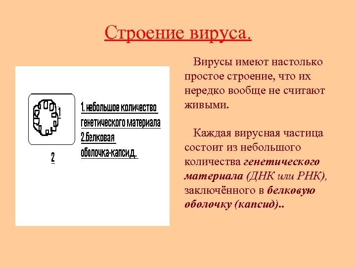 Строение вируса. Вирусы имеют настолько простое строение, что их нередко вообще не считают живыми.