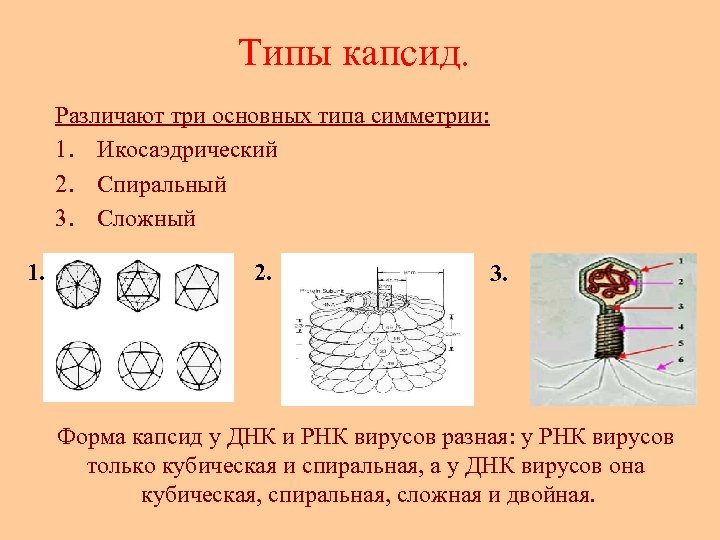 Типы капсид. Различают три основных типа симметрии: 1. Икосаэдрический 2. Спиральный 3. Сложный 1.