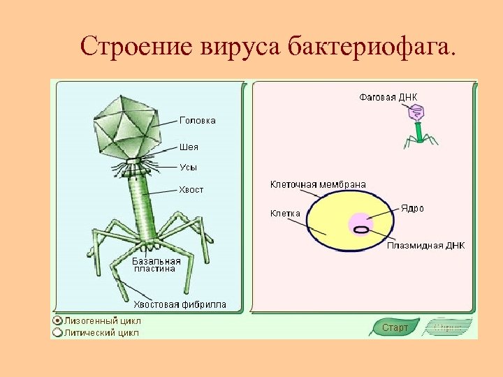 Строение вируса бактериофага. 