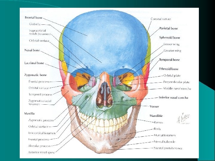 Anatomy 