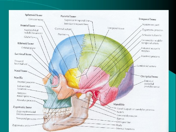 Anatomy 