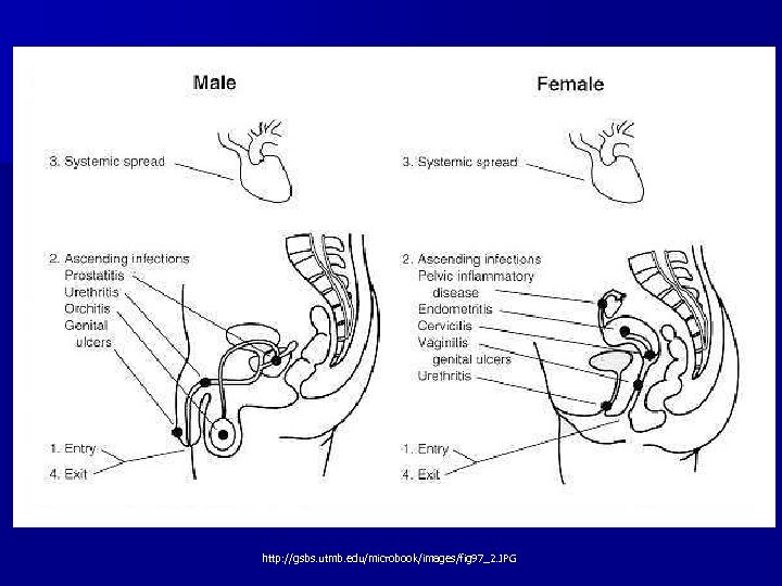 http: //gsbs. utmb. edu/microbook/images/fig 97_2. JPG 