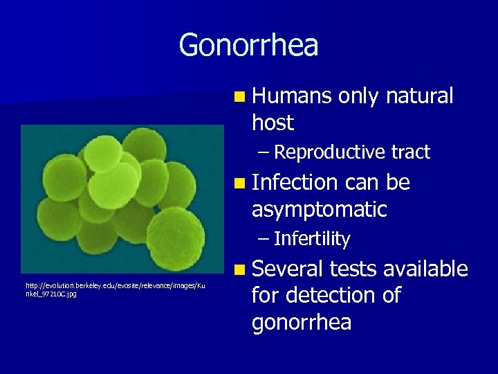 Gonorrhea n Humans host only natural – Reproductive tract n Infection can be asymptomatic