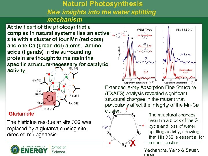 Natural Photosynthesis New insights into the water splitting mechanism At the heart of the