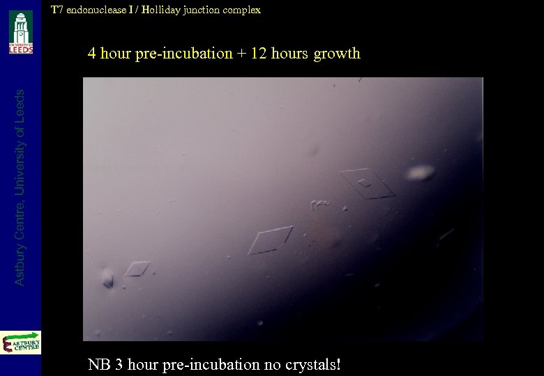T 7 endonuclease I / Holliday junction complex Astbury Centre, University of Leeds 4