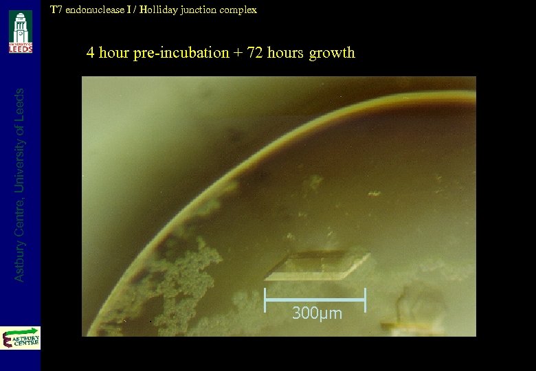 T 7 endonuclease I / Holliday junction complex Astbury Centre, University of Leeds 4