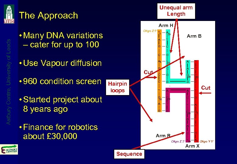 Unequal arm Length The Approach Astbury Centre, University of Leeds Arm H Oligo Z