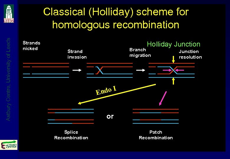 Astbury Centre, University of Leeds Classical (Holliday) scheme for homologous recombination Strands nicked Holliday