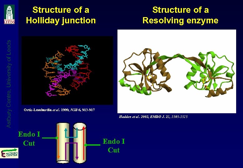 Astbury Centre, University of Leeds Structure of a Holliday junction Structure of a Resolving