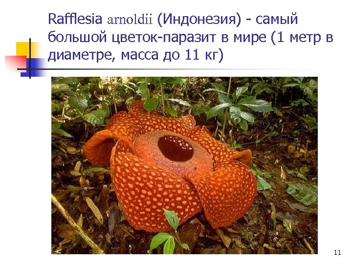 Rafflesia arnoldii (Индонезия) - самый большой цветок-паразит в мире (1 метр в диаметре, масса
