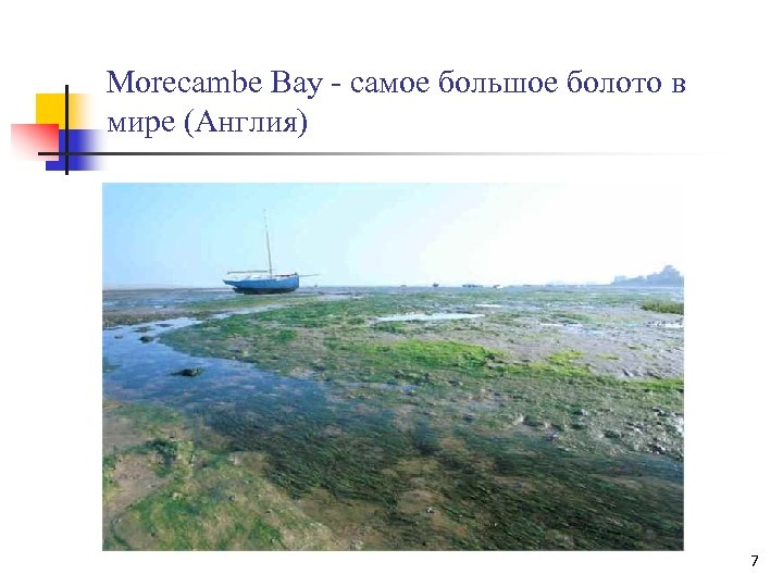 Morecambe Bay - самое большое болото в мире (Англия) 7 