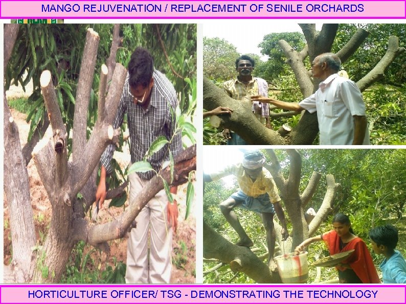 MANGO REJUVENATION / REPLACEMENT OF SENILE ORCHARDS HORTICULTURE OFFICER/ TSG - DEMONSTRATING THE TECHNOLOGY