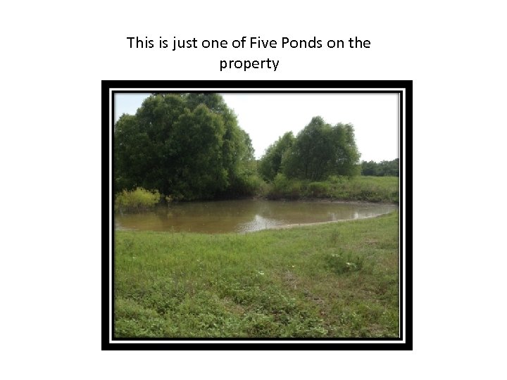 This is just one of Five Ponds on the property 