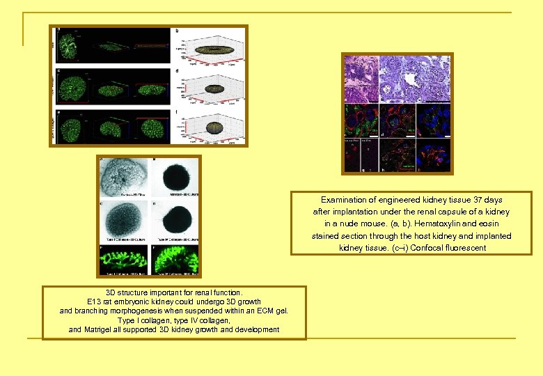 Examination of engineered kidney tissue 37 days after implantation under the renal capsule of