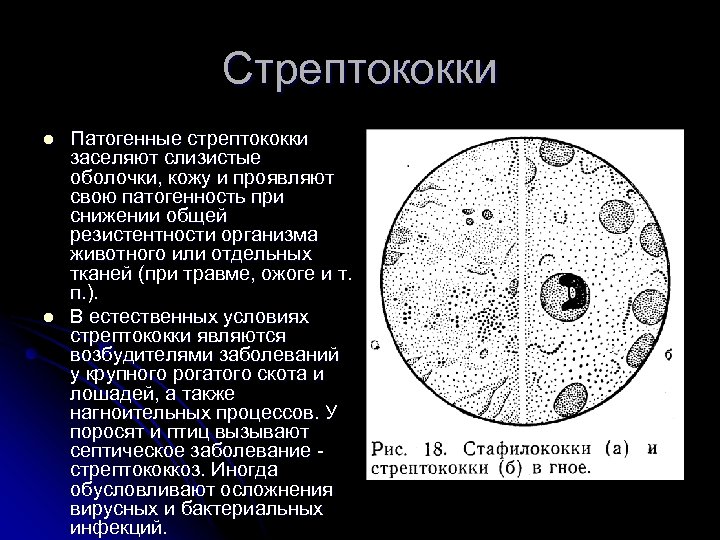 Стрептококки l l Патогенные стрептококки заселяют слизистые оболочки, кожу и проявляют свою патогенность при