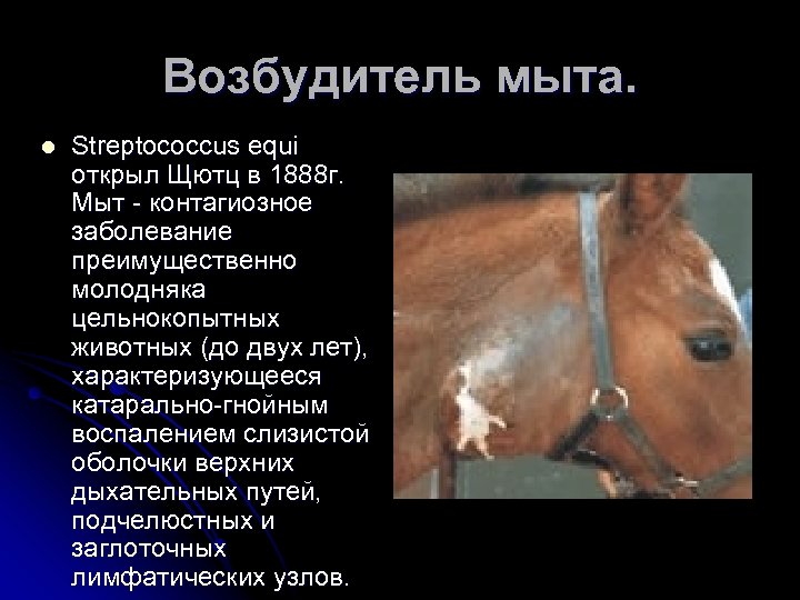 Возбудитель мыта. l Streptococcus equi открыл Щютц в 1888 г. Мыт контагиозное заболевание преимущественно