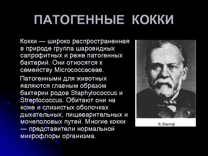 ПАТОГЕННЫЕ КОККИ Кокки — широко распространенная в природе группа шаровидных сапрофитных и реже патогенных