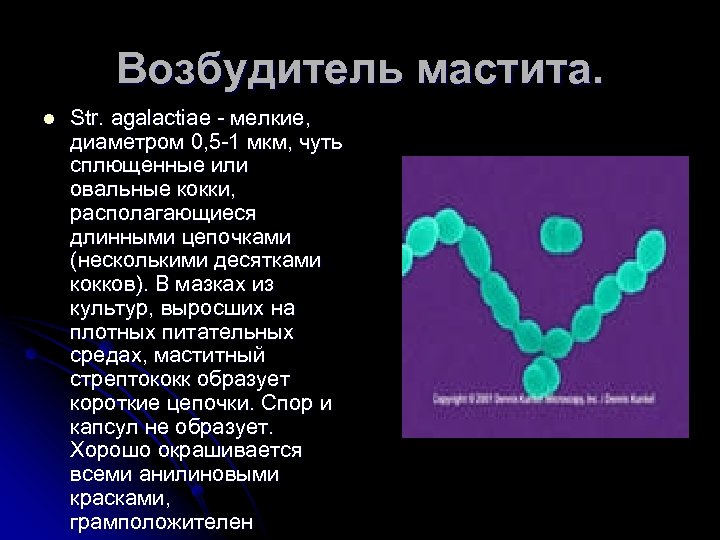 Возбудитель мастита. l Str. agalactiae мелкие, диаметром 0, 5 1 мкм, чуть сплющенные или