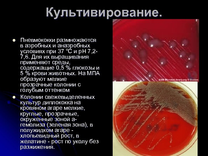 Культивирование. l l Пневмококки размножаются в аэробных и анаэробных условиях при 37 °С и