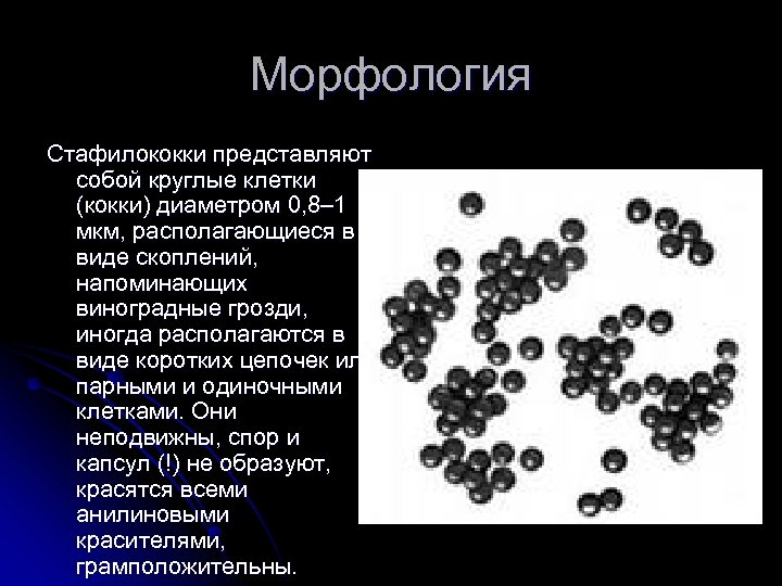 Морфология Стафилококки представляют собой круглые клетки (кокки) диаметром 0, 8– 1 мкм, располагающиеся в