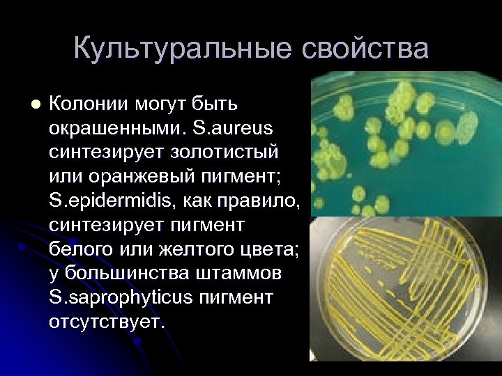 Культуральные свойства l Колонии могут быть окрашенными. S. aureus синтезирует золотистый или оранжевый пигмент;