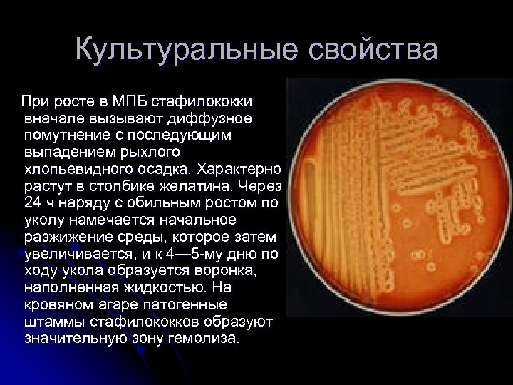 Культуральные свойства При росте в МПБ стафилококки вначале вызывают диффузное помутнение с последующим выпадением