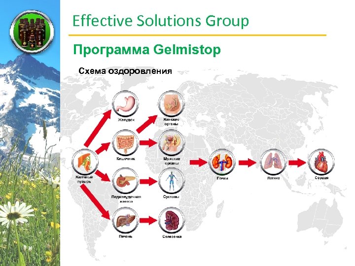 Effective Solutions Group Программа Gelmistop Схема оздоровления 