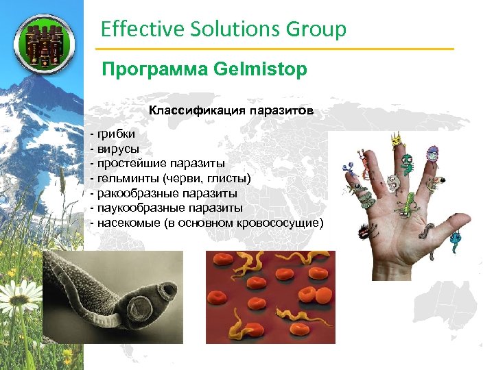 Effective Solutions Group Программа Gelmistop Классификация паразитов - грибки - вирусы - простейшие паразиты