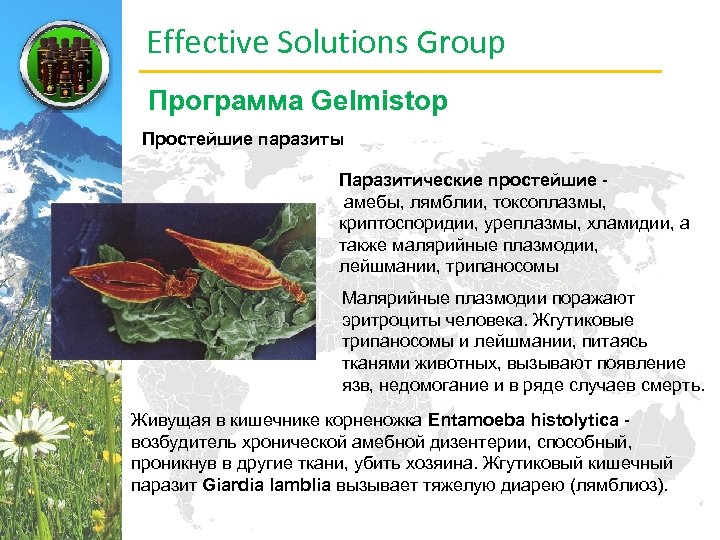 Effective Solutions Group Программа Gelmistop Простейшие паразиты Паразитические простейшие амебы, лямблии, токсоплазмы, криптоспоридии, уреплазмы,