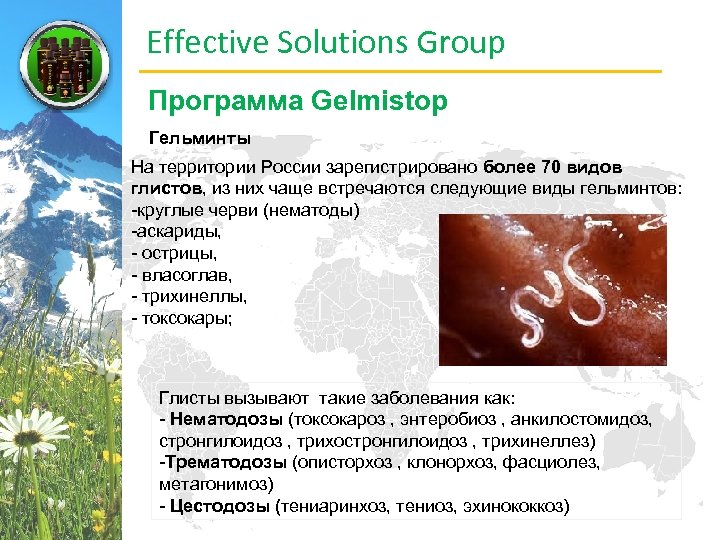 Effective Solutions Group Программа Gelmistop Гельминты На территории России зарегистрировано более 70 видов глистов,