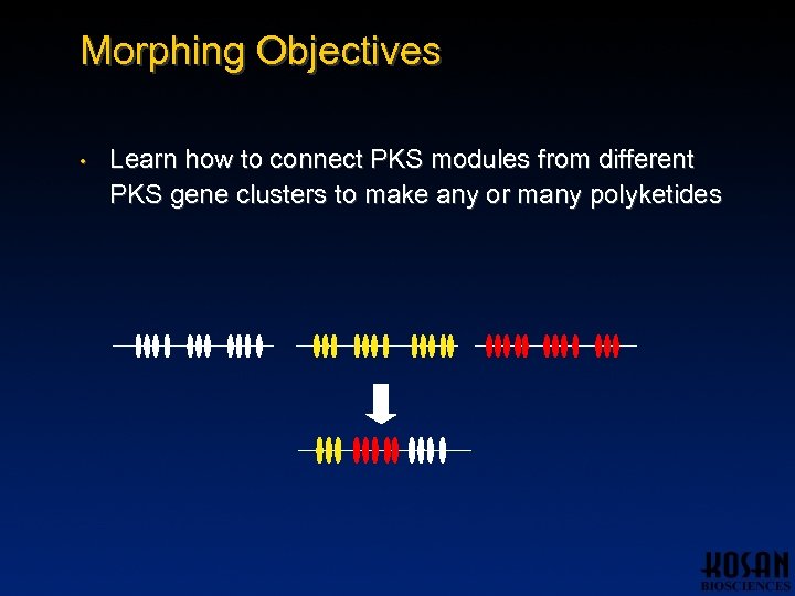 Morphing Objectives • Learn how to connect PKS modules from different PKS gene clusters