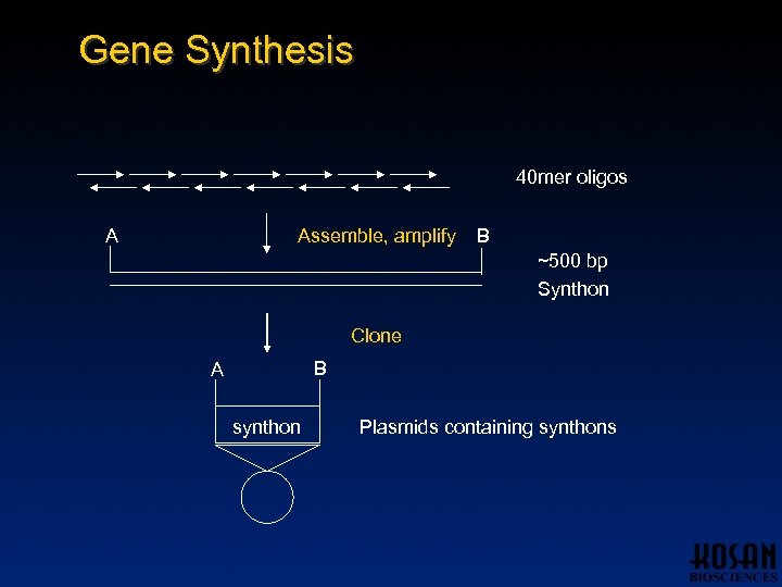 Gene Synthesis 40 mer oligos A Assemble, amplify B ~500 bp Synthon Clone B