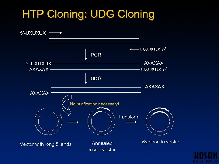 HTP Cloning: UDG Cloning 5’-UXUXUX-5’ PCR AXAXAX UXUXUX-5’ 5’-UXUXUX AXAXAX UDG AXAXAX No purification