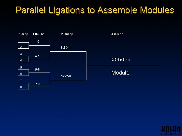 Parallel Ligations to Assemble Modules 500 bp 1 1, 000 bp 1 -2 -3