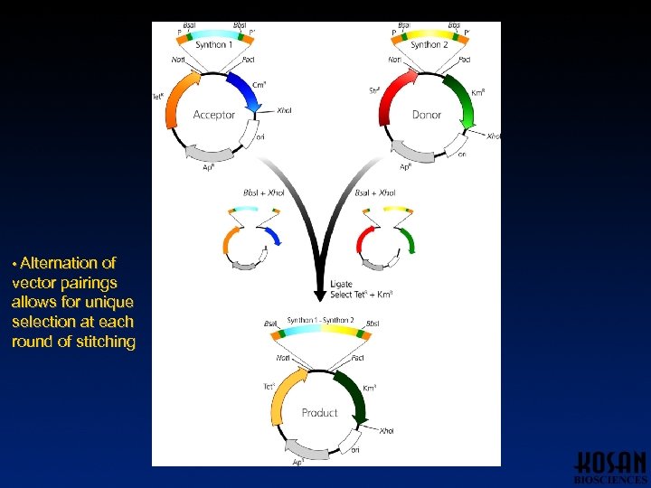 • Alternation of vector pairings allows for unique selection at each round of
