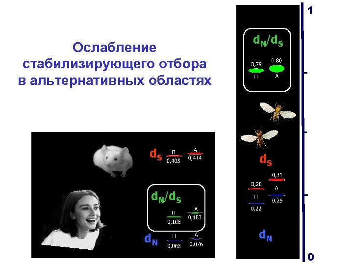 1 Ослабление стабилизирующего отбора в альтернативных областях d. S d. N/d. S d. N