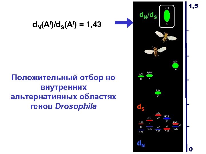 1, 5 d. N/d. S d. N(AI)/d. S(AI) = 1, 43 Положительный отбор во